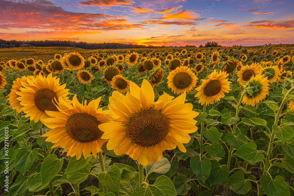 Obraz premium Field with many sunflowers during the blooming period. Summer day with lots of clouds in colors yellow orange red at sunset. Dramatic sky. Crop with open flowers in a landscape