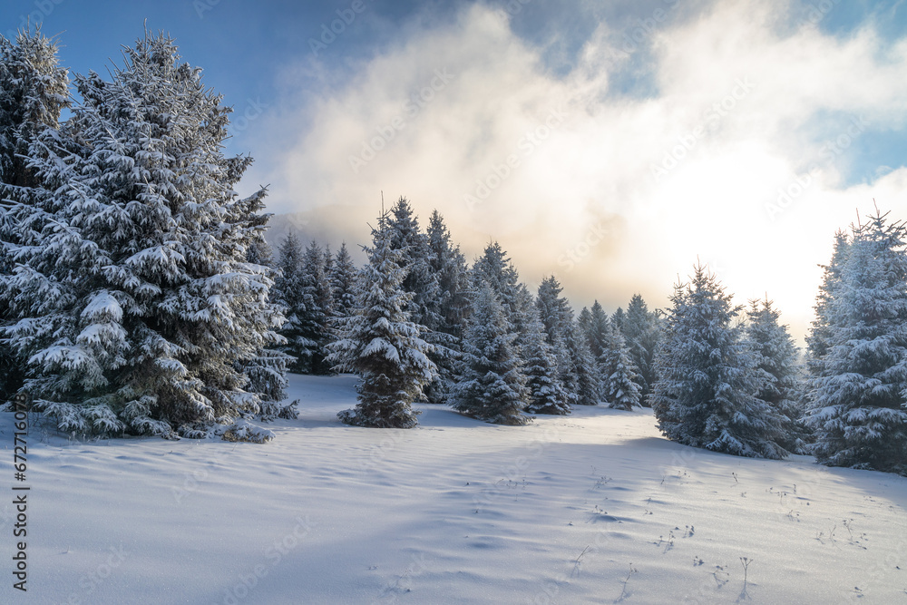 Beautiful winter landscape of snowy spruce trees in fog at sunny day. The Mala Fatra national park in northwest of Slovakia, Europe. Beautiful winter landscape of snowy spruce trees in fog at sunny day. The Mala Fatra national park in northwest of Slovakia, Europe.