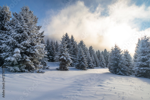 Beautiful winter landscape of snowy spruce trees in fog at sunny day. The Mala Fatra national park in northwest of Slovakia, Europe. © Viliam