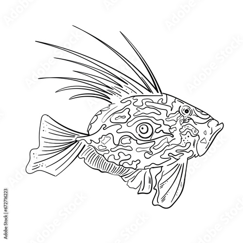 John Dory's fish sketch. marine fish with a side view of an isolated black contour with straightened fins and tail. a hand-drawn sketch in the style of St peter's sea fish for a design template.