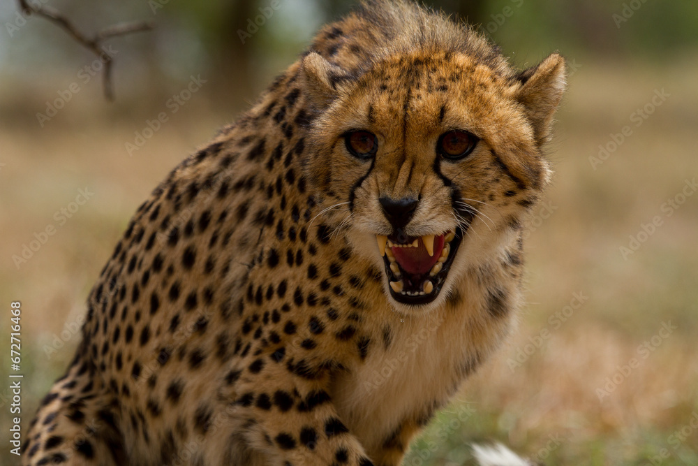 Cheetahs of Africa Cheetahs of Africa
