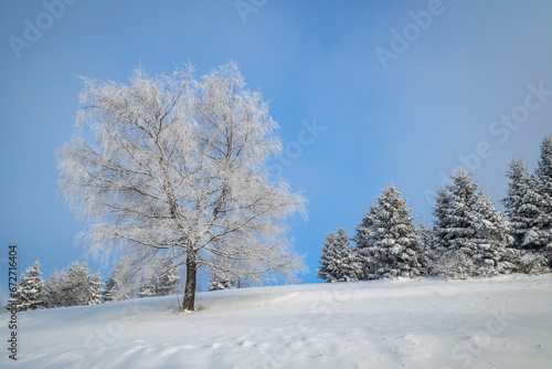 View of a snowy winter landscape with trees covered with rime ice. © Viliam