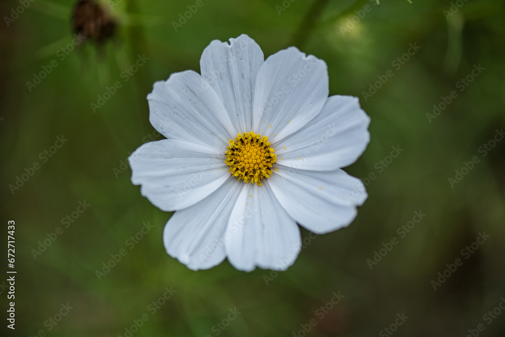 A closed-up picture of a cosmos in the garden in Autumn A closed-up picture of a cosmos in the garden in Autumn