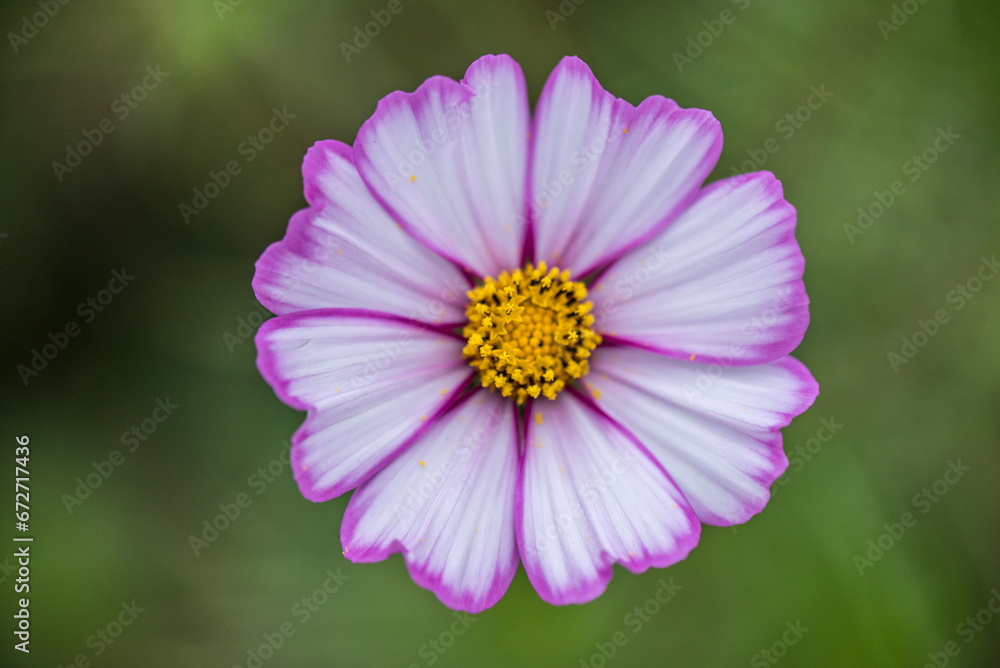 A closed-up picture of a cosmos in the garden in Autumn A closed-up picture of a cosmos in the garden in Autumn
