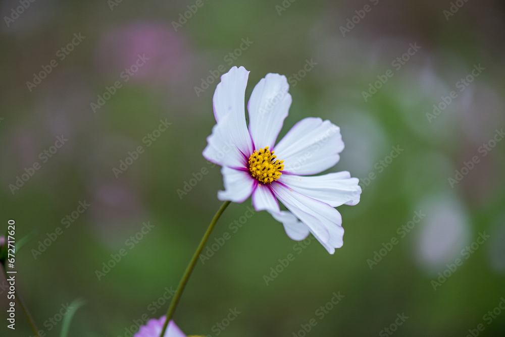 A closed-up picture of a cosmos in the garden in Autumn A closed-up picture of a cosmos in the garden in Autumn