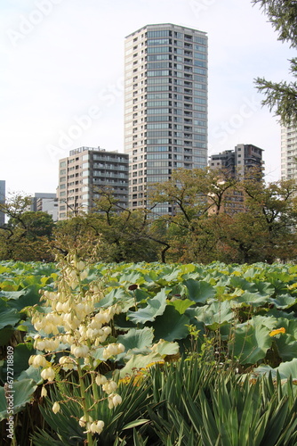 High rises in Tokyo in front of Lotus water lilies, Ueno Park