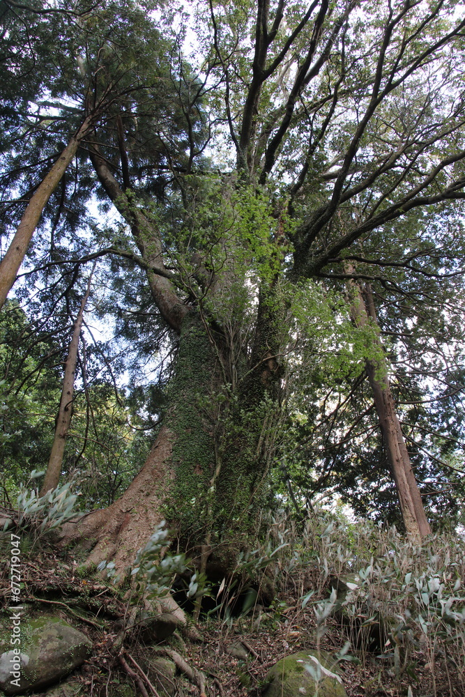 Large tree in the Fuji Hakone Izu National Park | Hiking in the Fuji Hakone Izu National Park Large tree in the Fuji Hakone Izu National Park | Hiking in the Fuji Hakone Izu National Park