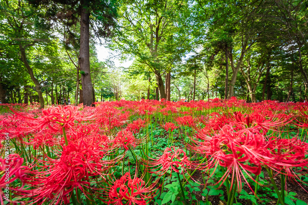 Lycoris radiata (Red spider lily) in Murakami Green Space Park Lycoris radiata (Red spider lily) in Murakami Green Space Park