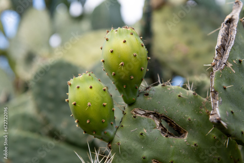 Green prickly pears growing on the cactus plant showing the fine prickly hairs. © Ming