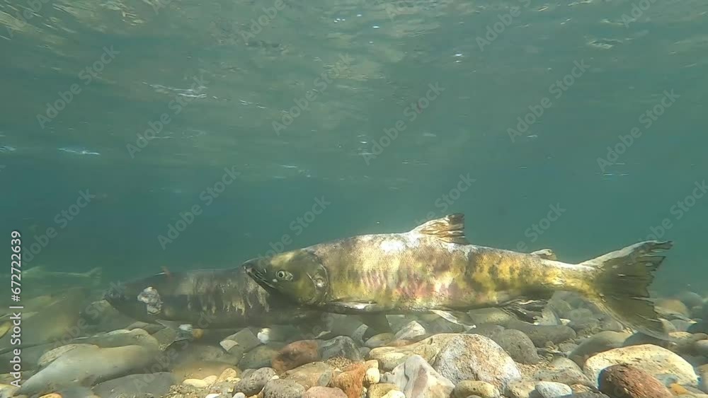 Underwater photography of chum salmon in the Churui River, Shibetsu Town, Hokkaido Underwater photography of chum salmon in the Churui River, Shibetsu Town, Hokkaido