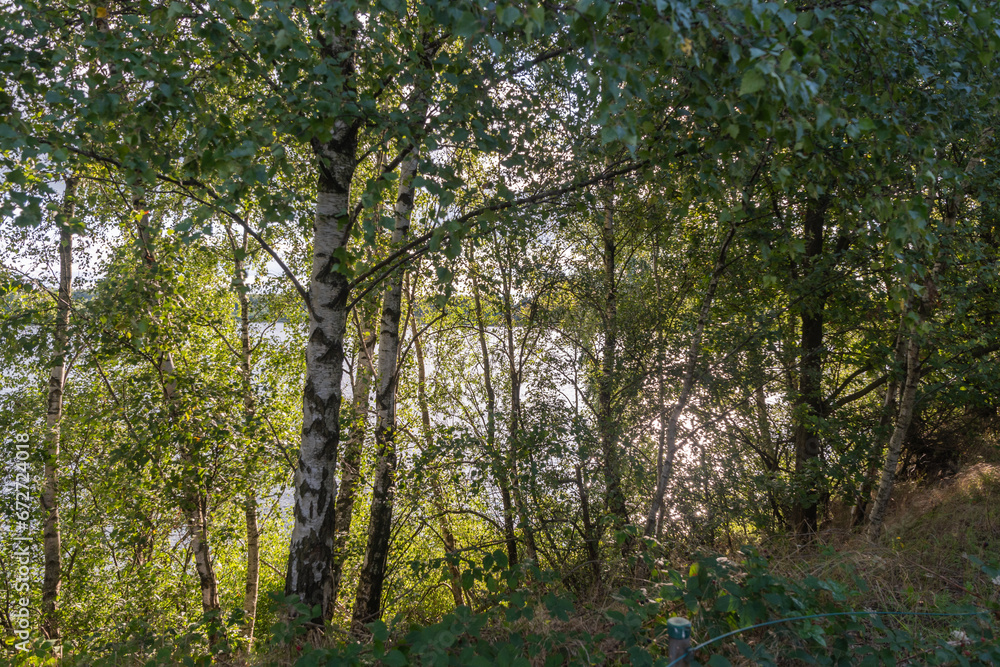 Beautiful view of a lake surrounded by forests on a sunny summer day, light streaming through the branches of green foliage trees during the sunny golden hour, high quality photo, High quality photo Beautiful view of a lake surrounded by forests on a sunny summer day, light streaming through the branches of green foliage trees during the sunny golden hour, high quality photo, High quality photo