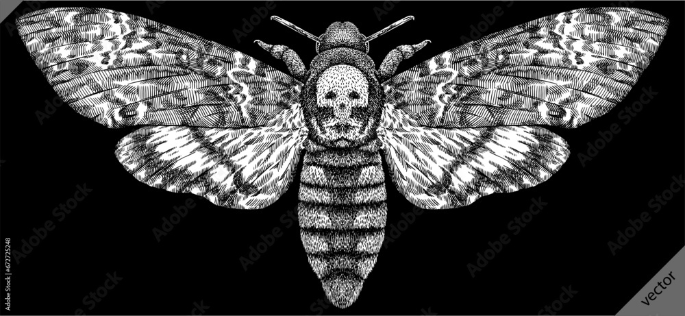 Fotografie Engrave isolated moth hand drawn graphic vector illustration