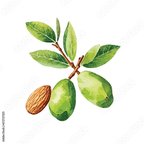 watercolor brown and green almond and green leaves isolated on white background, branch almonds