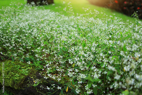 Fototapeta Naklejka Na Ścianę i Meble -  small white flower on green background