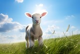 Cute lamb on green grass under blue sky with white clouds.