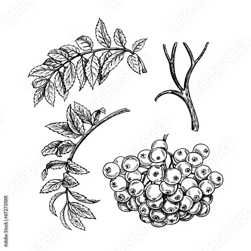 Wallpaper Mural Set of isolated rowan elements, hand drawn black and white graphic vector illustration. Isolated on a white background. Design element for packaging, banners and menus, textiles and posters. Torontodigital.ca