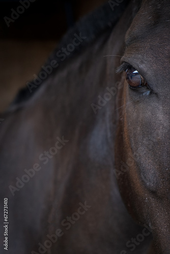 Portrait of a brown chestnut horse in a stable. Abstract close-up horse portrait showing eye  mane and shoulder.