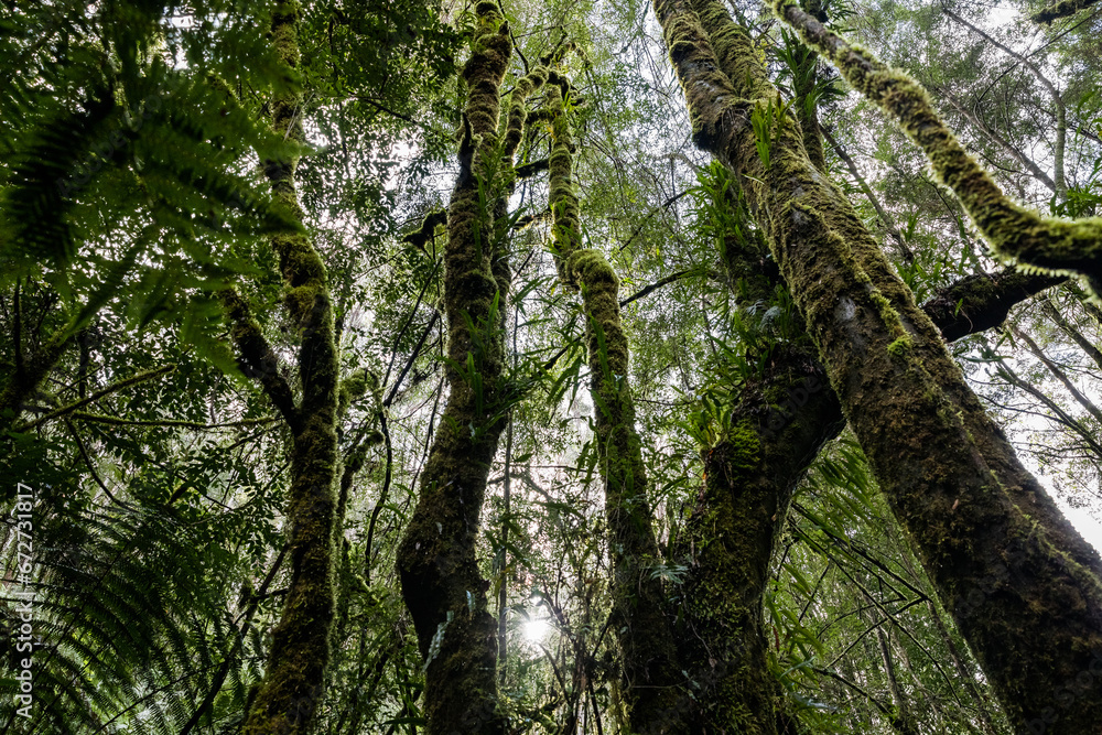forest of mossy trees