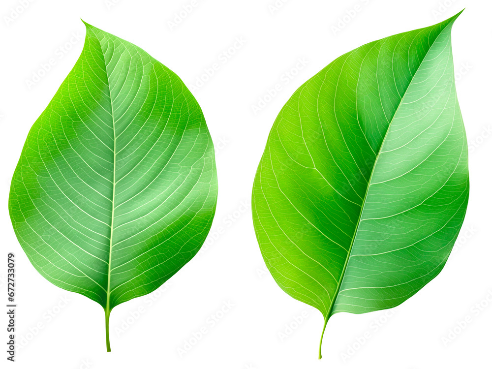 Obraz premium Green leaves on a transparent background