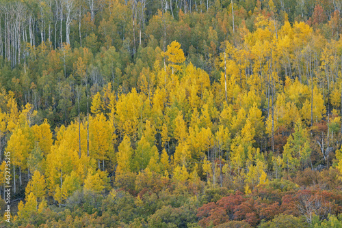 Autumn landscape of aspen forest Elk Mountains, Colorado, USA