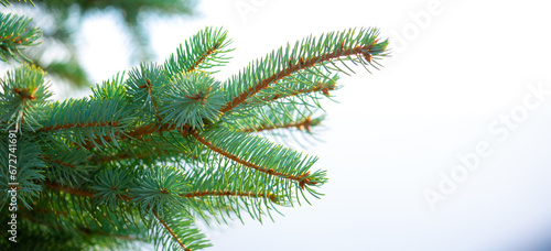 Fir branches close-up. Coniferous trees in the forest. Winter Christmas background. Christmas background  beautiful nature