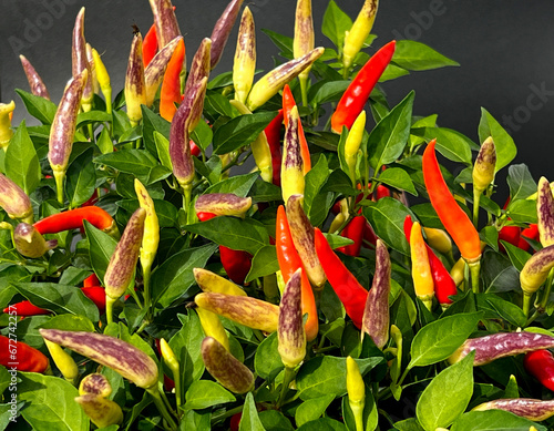 Chili-Mix, Peperoni, Capsicum, Annuum photo