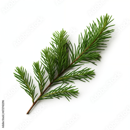 Green fir branch, isolated on white background