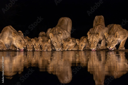 Nine lions with cubs drinking in the night photo