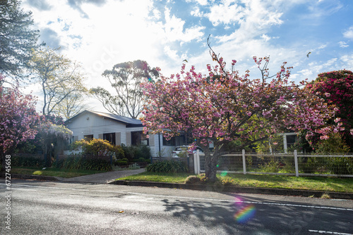 Pink springtime tree in front of home with garden in sunshine photo