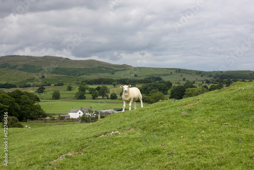 White-furred sheep standing on a grassy hillside.