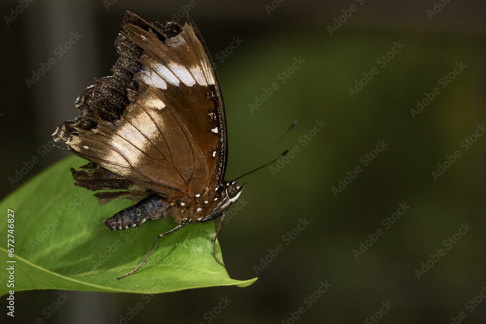The beautiful butterfly on flower is show beauty wing in nature garden The beautiful butterfly on flower is show beauty wing in nature garden