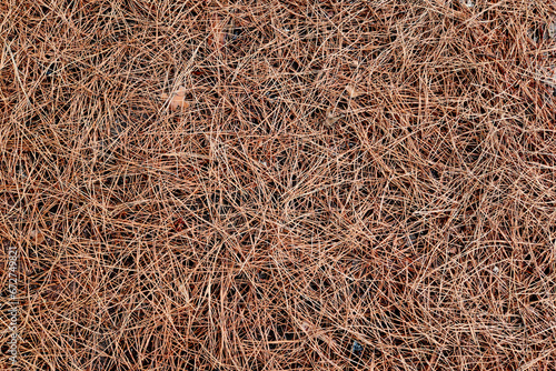 Stone pine needles spilled on the ground during a rain