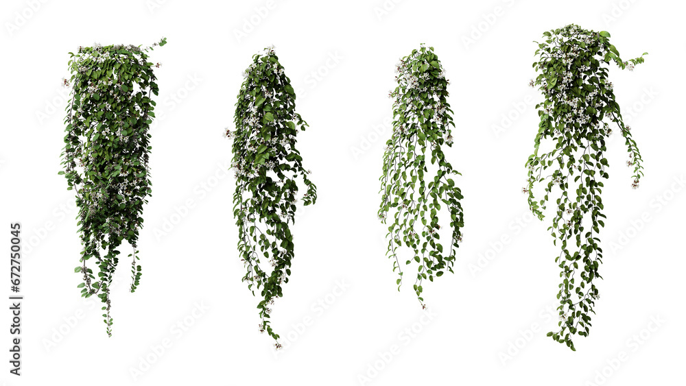 ivy leaves isolated on a transparent background. Green ivy plant isolated. - obrazy, fototapety, plakaty 