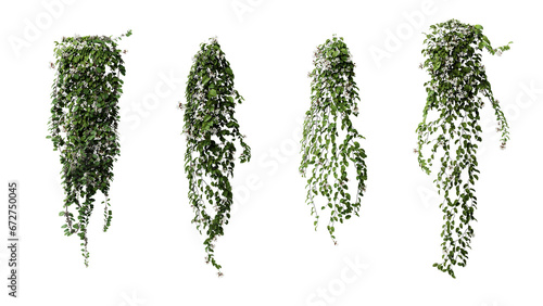 ivy leaves isolated on a transparent background. Green ivy plant isolated.