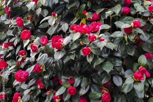 Blooming red camellia japonica with green leaves photo