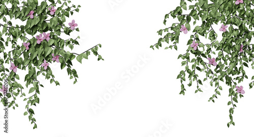 ivy isolated on a transparent background