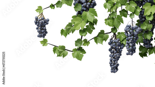 purple grape vine on a transparent background
