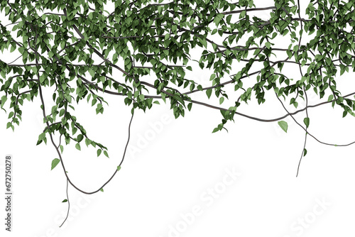 frame of the climbing plant isolated on transparent background