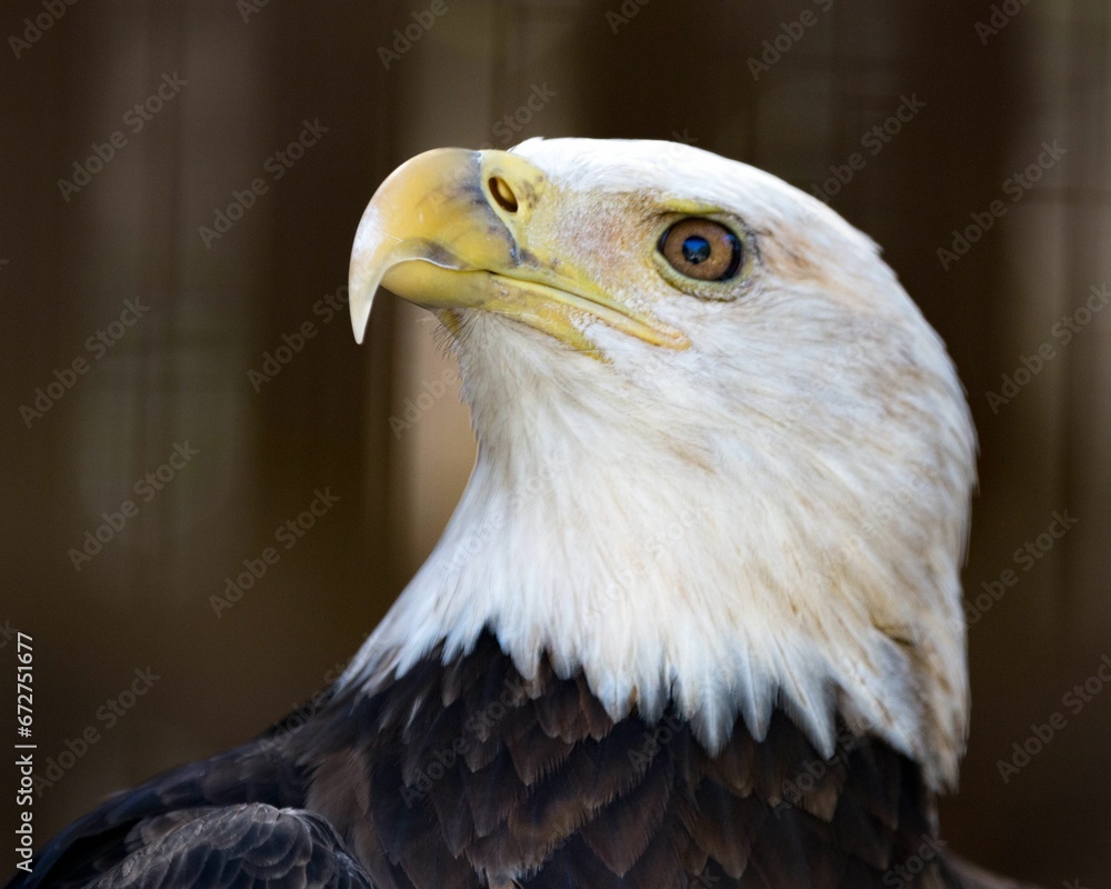 Obraz premium Portrait of a bald eagle in a zoo with a blurry background