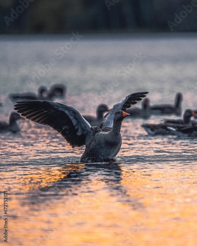 Flock of greylag geese in a calm lake during sunset