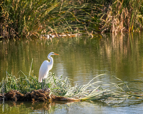 A Great Egret (Ardea alba) perches in the grass at the Sepulveda Basin Wildlife Reserve in Van Nuys, CA.