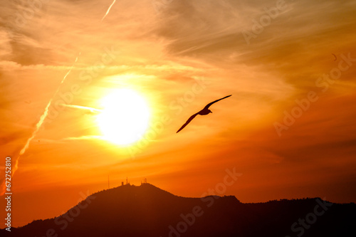 Gabbiano in volo  al tramonto contro il disco solare grande basso sull'orizzonte.. Cielo di colore arancio co nuvole striate.