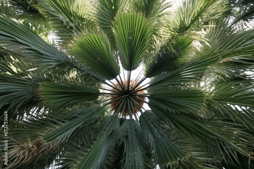 ornamental palm. Generative AI