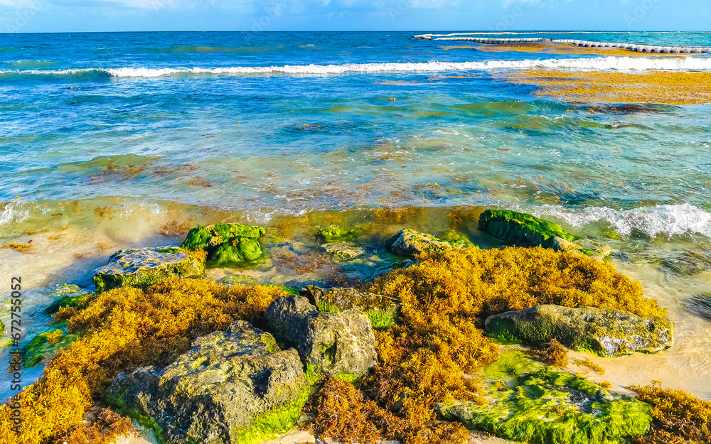 Stones rocks corals with seagrass in water on beach Mexico.