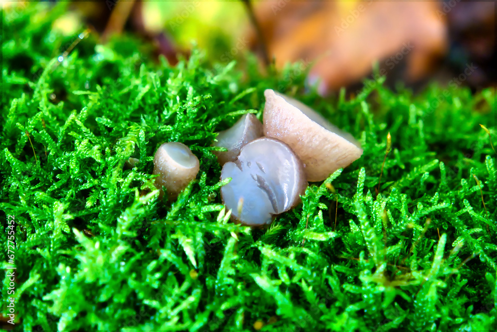 mushrooms at a natural environment inside a forest at autumn season mushrooms at a natural environment inside a forest at autumn season