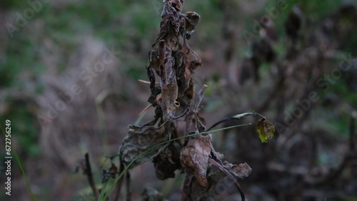 Close up of withered basil leaves after days of frost damage this delicate plant while growing in back yard organic garden.