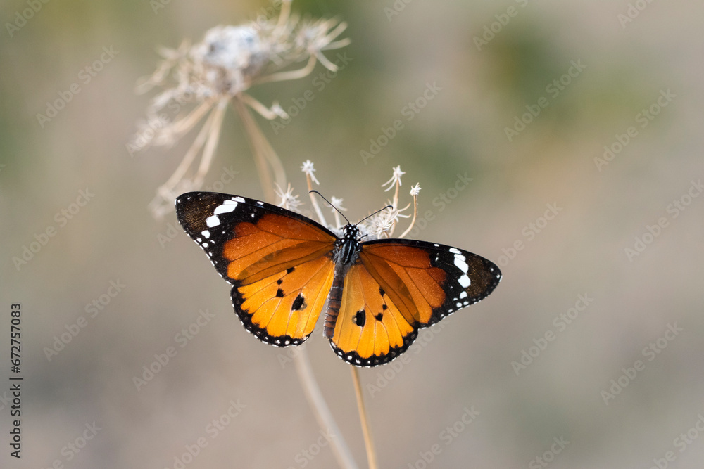 Wing upper-side view of a male Danaus chrysippus, also known as the plain tiger, African queen, or African monarch, is a medium-sized butterfly widespread in Asia, Australia and Africa. Wing upper-side view of a male Danaus chrysippus, also known as the plain tiger, African queen, or African monarch, is a medium-sized butterfly widespread in Asia, Australia and Africa.