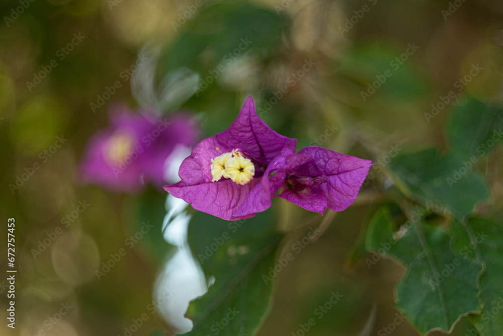 Obraz premium flor pequeña hermosa