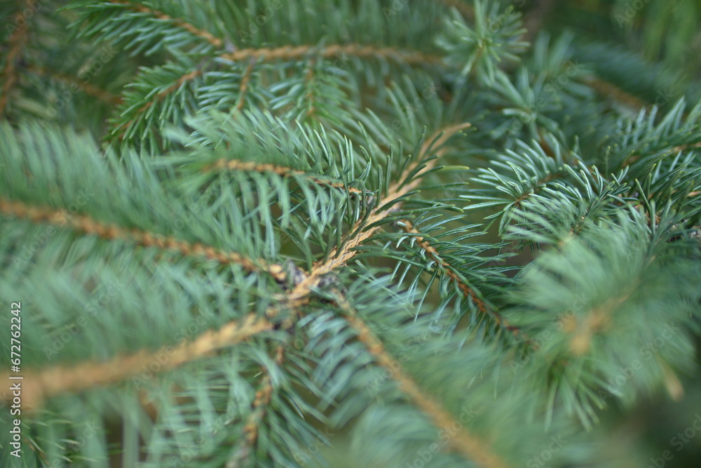 green branches of a Christmas tree close-up, short needles of a coniferous tree close-up on a green background, texture of needles of a Christmas tree close-up, blue pine branches green branches of a Christmas tree close-up, short needles of a coniferous tree close-up on a green background, texture of needles of a Christmas tree close-up, blue pine branches