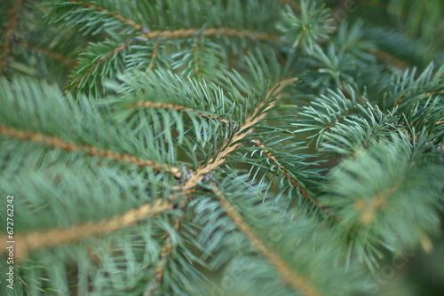 green branches of a Christmas tree close-up,  short needles of a coniferous tree close-up on a green background, texture of needles of a Christmas tree close-up, blue pine branches © Анна Климчук